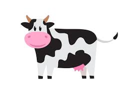cow cows